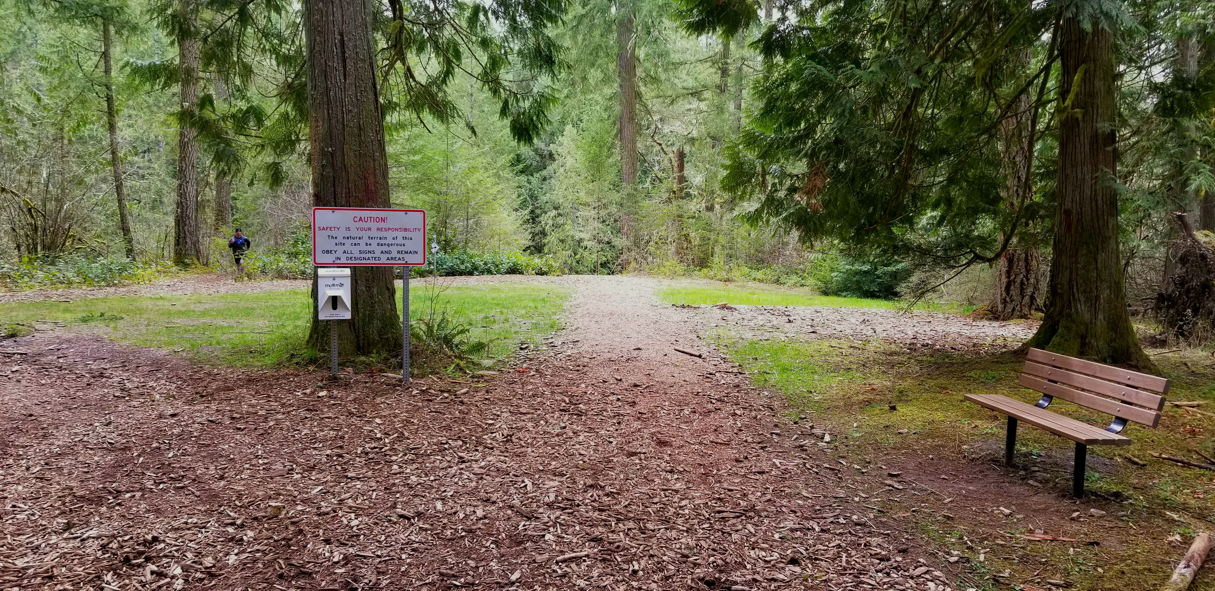 A wood chip trail with a bench on the right. Two large western red cedars frame the trail, with more trees in the background.