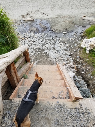 A set of wooden stairs with a handrail leading down to the beach. There is a wet area at the bottom with some smooth stones.