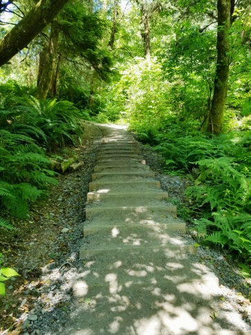 Steps up a steep hillside. It is sunny in the forest and shadows are scattered across the photo.