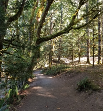 a trail with a drop off and trees on the left and a slight hill on the right. Sun cuts through the trees.