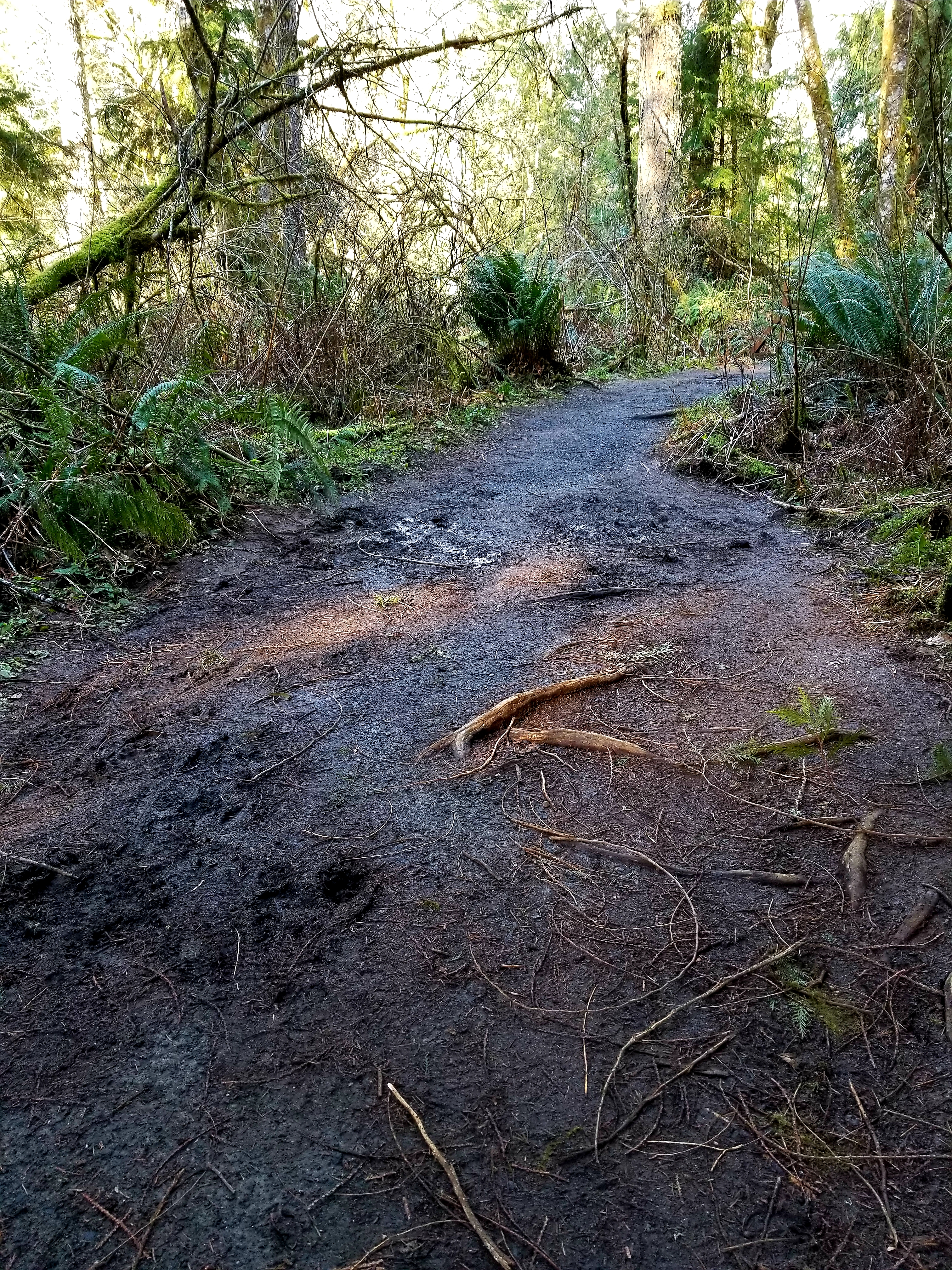A muddy trail in the forest