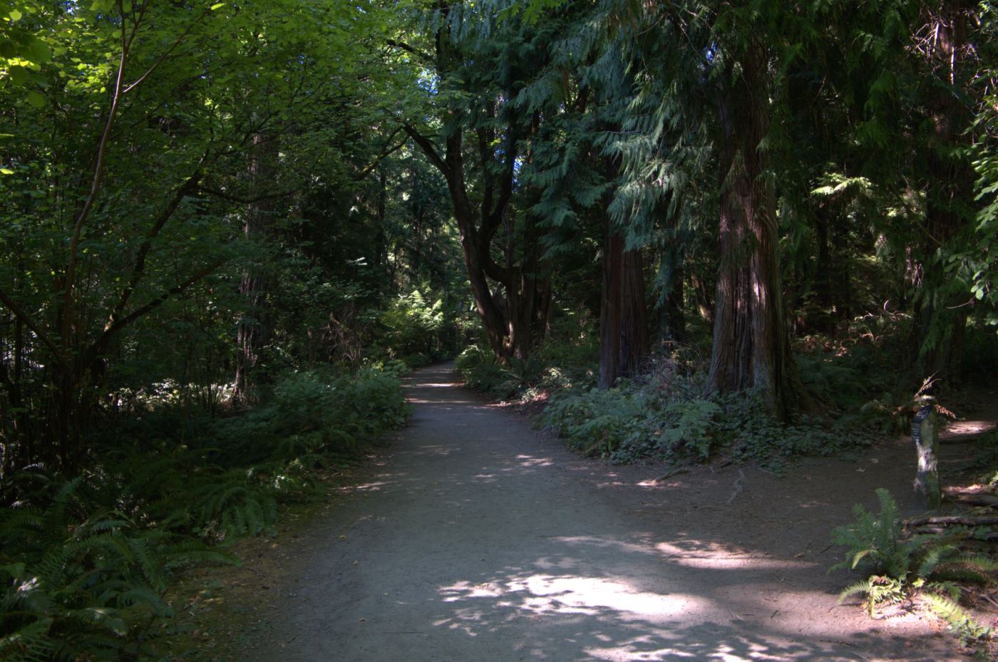 A gravel trail surrounded by western red cedar