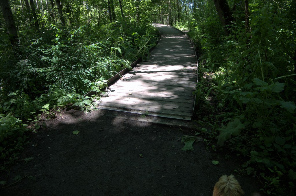 The start of the boardwalk on the Confluence Trail.