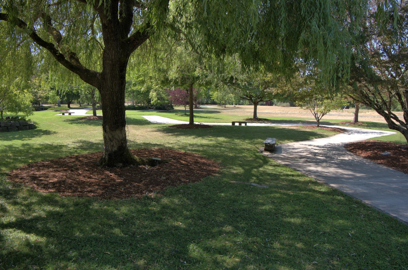 A sidewalk winding beneath trees in a park with benches.